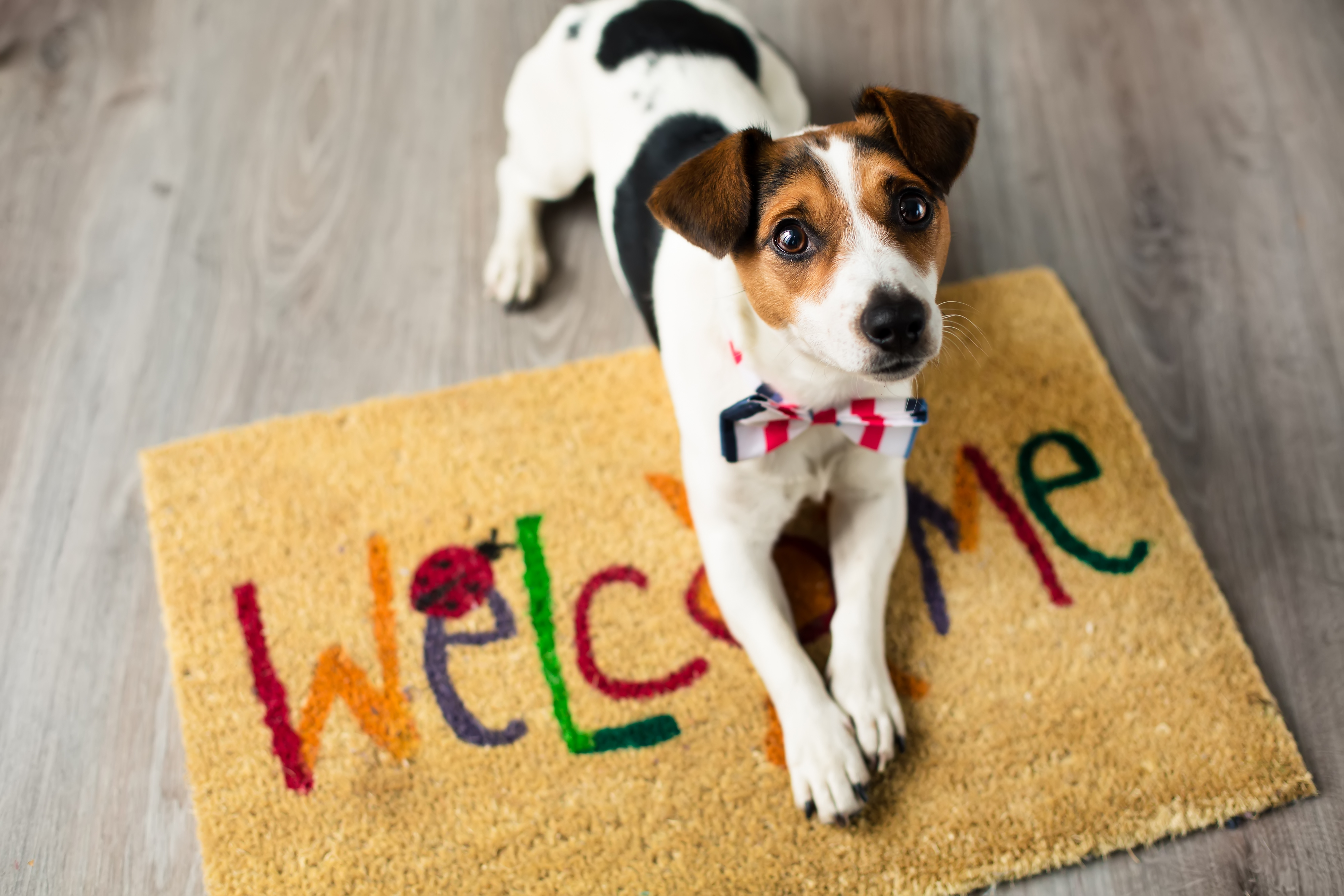 What are the Best Apartment Pets? Dogs, Cats, & More | Dolly Blog