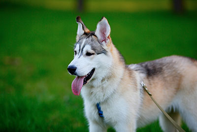 Siberian Husky outside